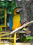 Blue & Yellow Parrot